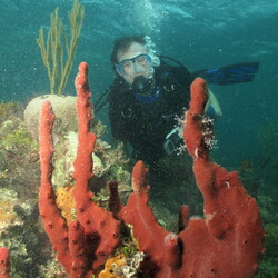 BahamasSharkDive