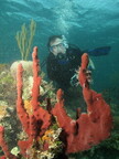 BahamasSharkDive