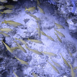 2007MayFLScuba