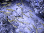 2007MayFLScuba