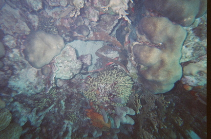 Bonaire - Best Picture - Reef