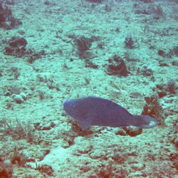 SCUBA2002OctFL