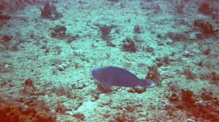 fish7
