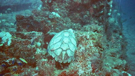 SeaTurtle1
