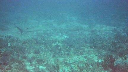 Shark1