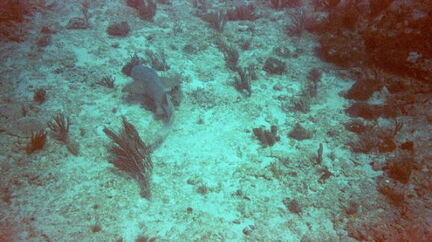 Shark3