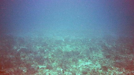 Shark2
