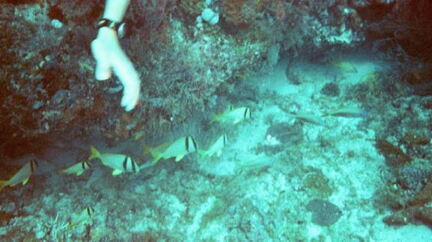 fish1
