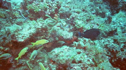 fish2