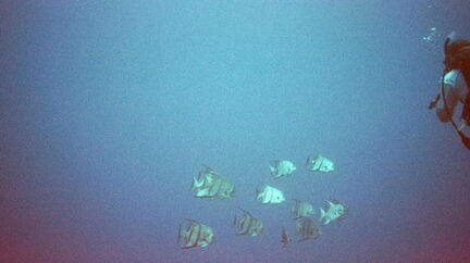 fish3