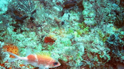 fish4
