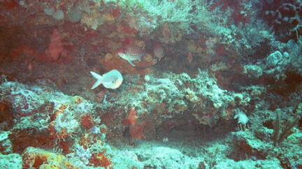 fish5