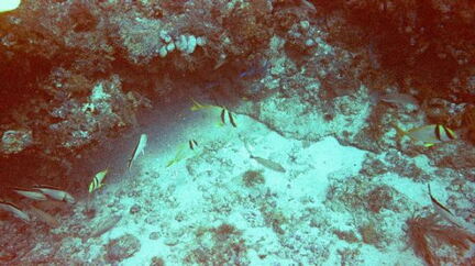 fish6