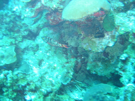 IMG 0161