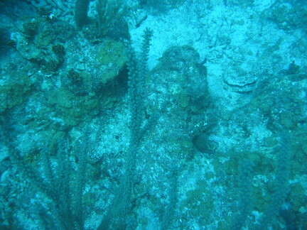 IMG 0175