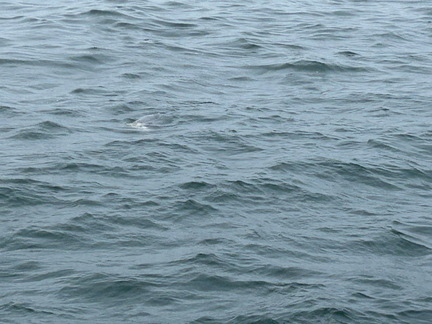 IMG 9734