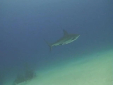 BahamasSharkDiveTheFeedingBegins1