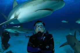 Scott in scuba gear on a sandy bottom with several
                  reef sharks swimming close around and above him.